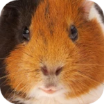 Logo of Guinea Pig Sounds android Application 